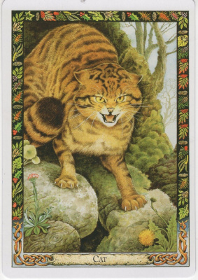 картинка Карты Таро "Druid Animal Oracle Deck Reissue" Welbeck Publishing / Переиздание Колоды Друидов Животн от магазина Gamesdealer.ru