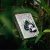 картинка Карты "Bicycle Panda Playing Cards" магазин Gamesdealer.ru являющийся официальным дистрибьютором в России картинка Карты "Bicycle Panda Playing Cards" от магазина Gamesdealer.ru